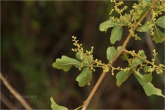 Rhus mysorensis